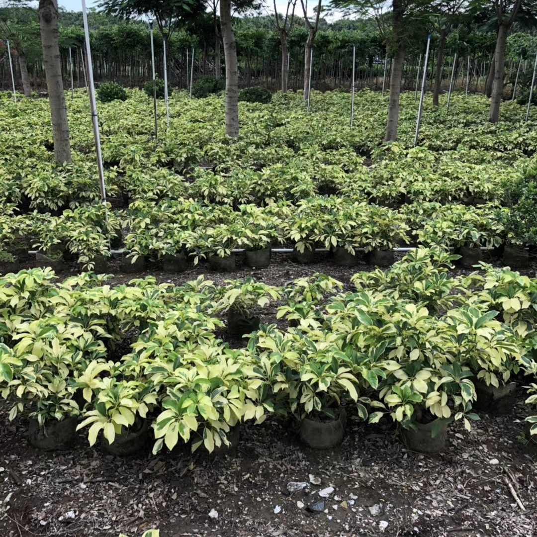 花叶鸭脚木（5斤袋/7斤）