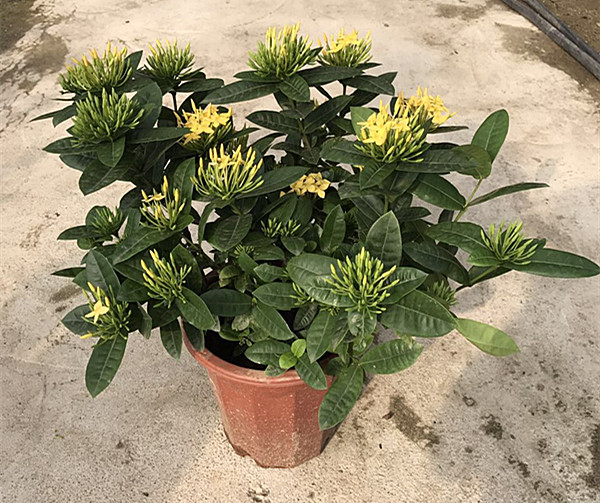龙船花（红、黄）