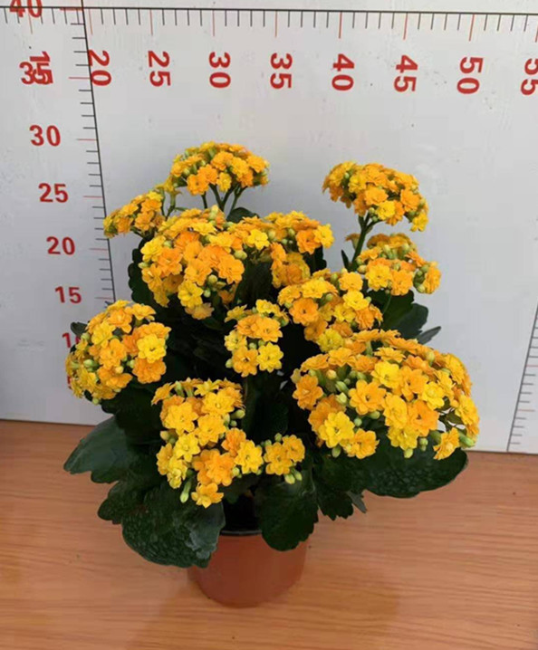 长寿花 各种颜色 各种规格