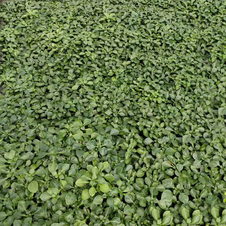 绿草地被苗