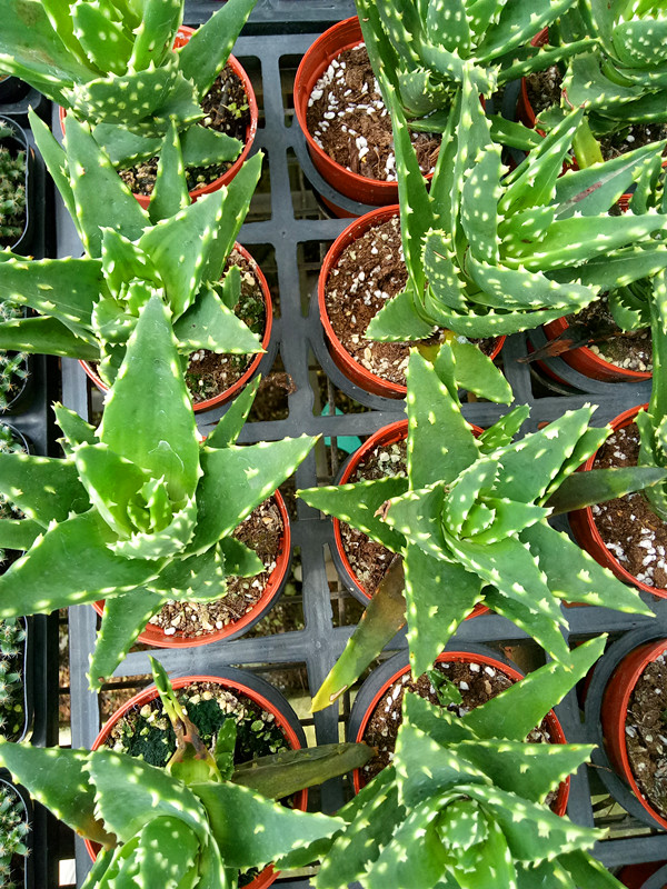 油点芦荟