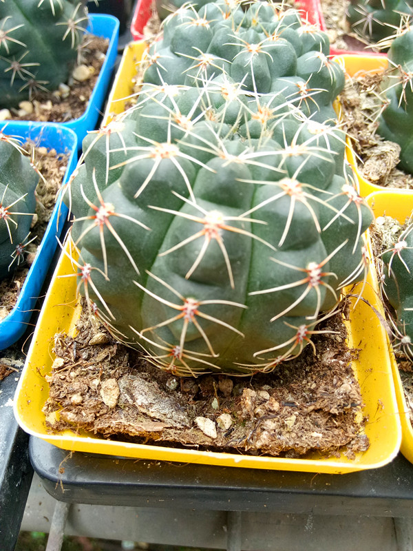 菲花玉