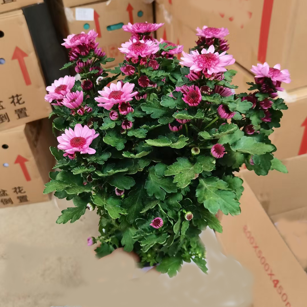 荷兰菊150#