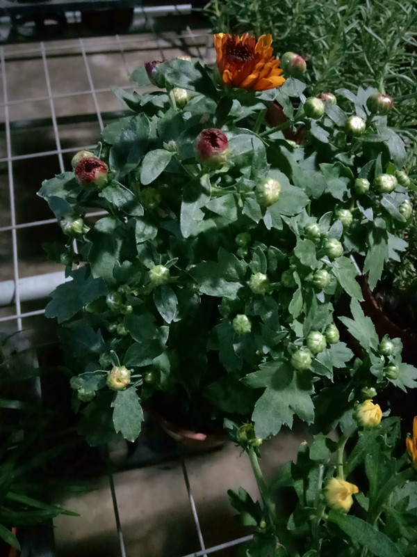 如意菊