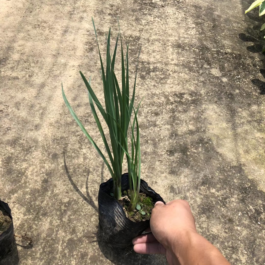 紫娇花（7斤袋）