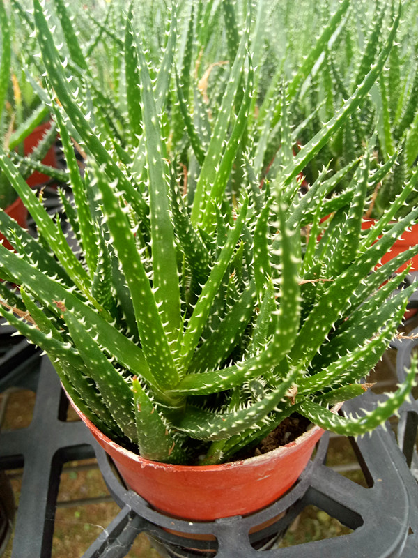 孔雀芦荟