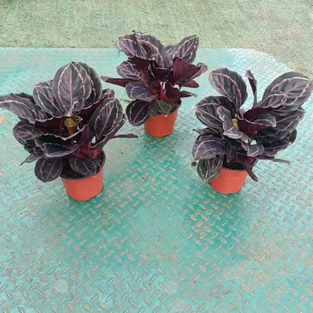 红美丽竹芋