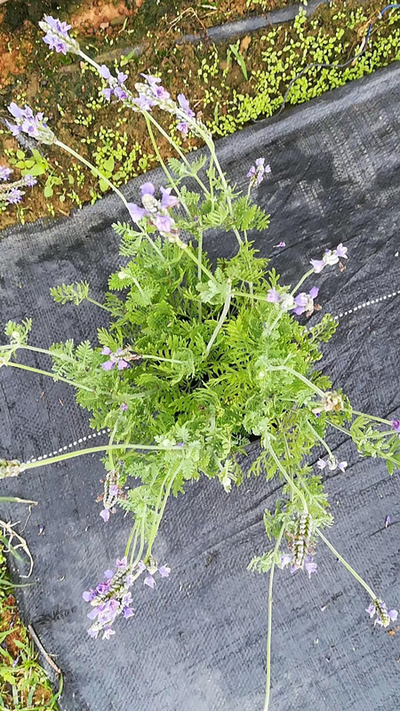 薰衣草