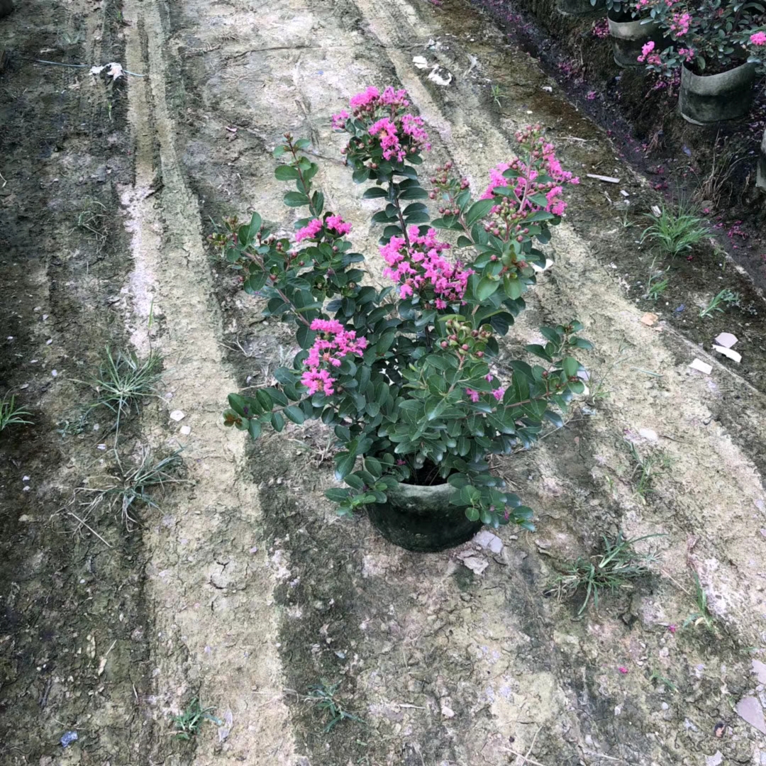 小叶紫薇 高50-60公分
