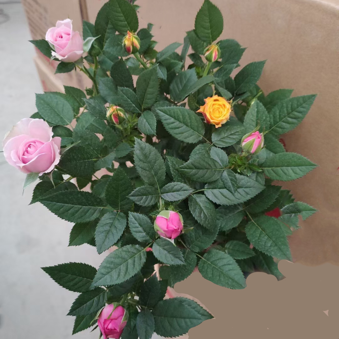 彩虹玫瑰