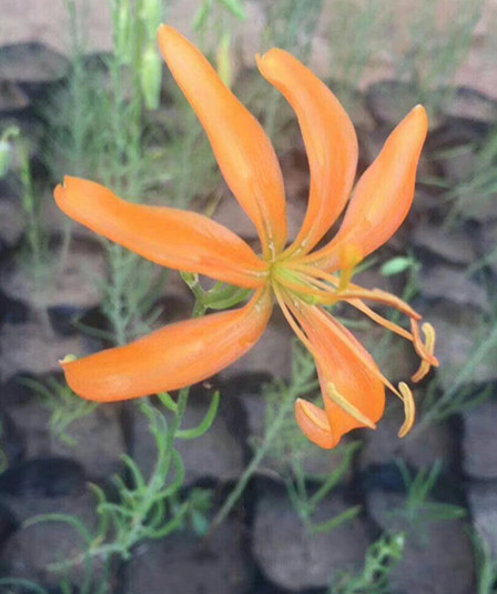山丹丹花种苗