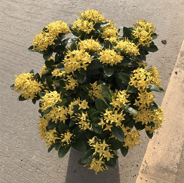 龙船花（红、黄）