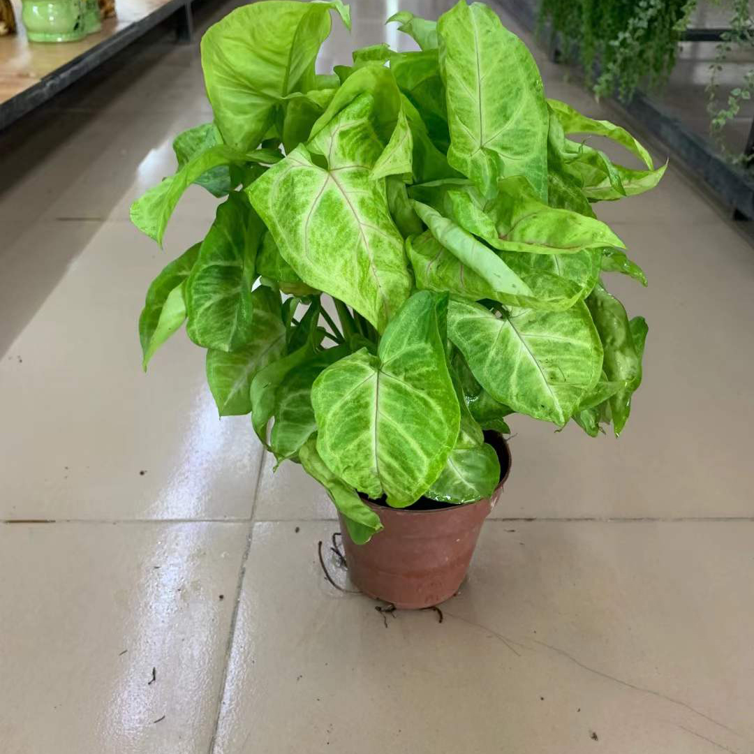 黄金童子合果芋