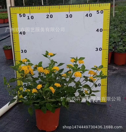 五色梅