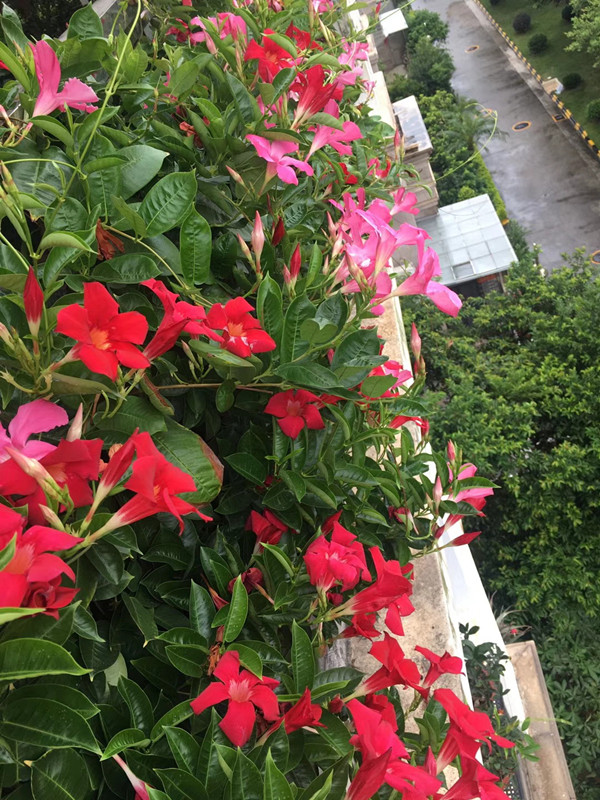 双腺藤（飘香藤）