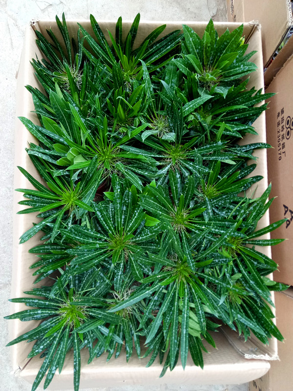 霸王树