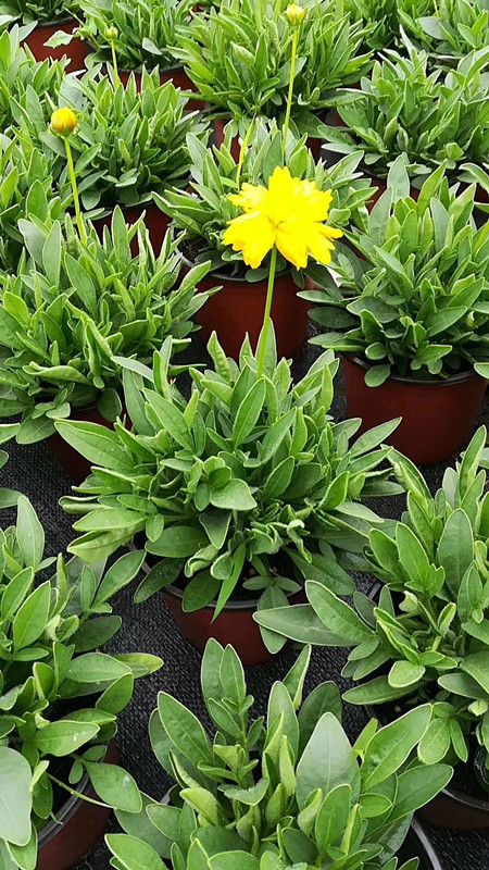 金光菊