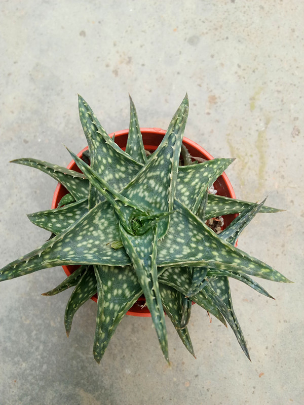 弟可芦荟
