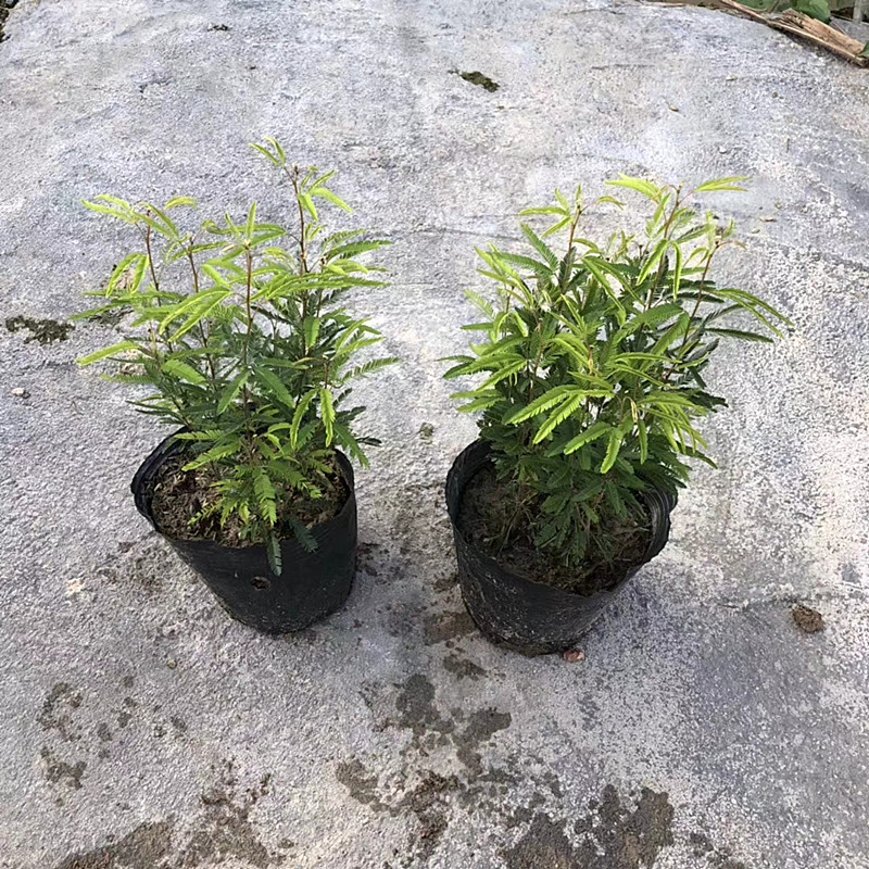 香水合欢 高25-30公分