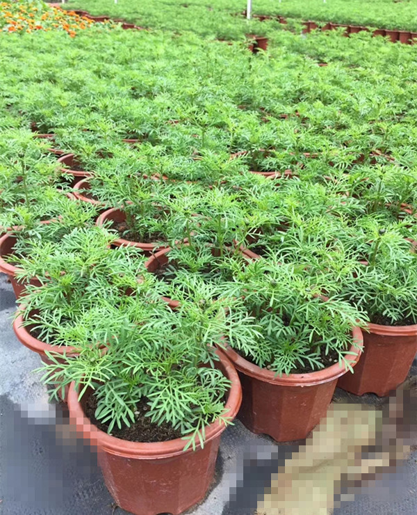 秋英（波斯菊）