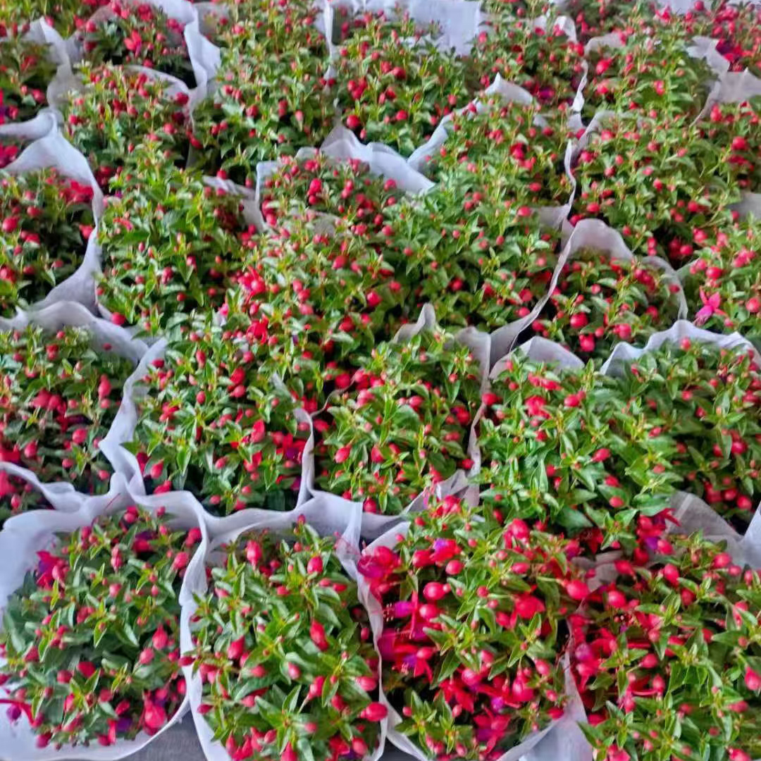 灯笼花