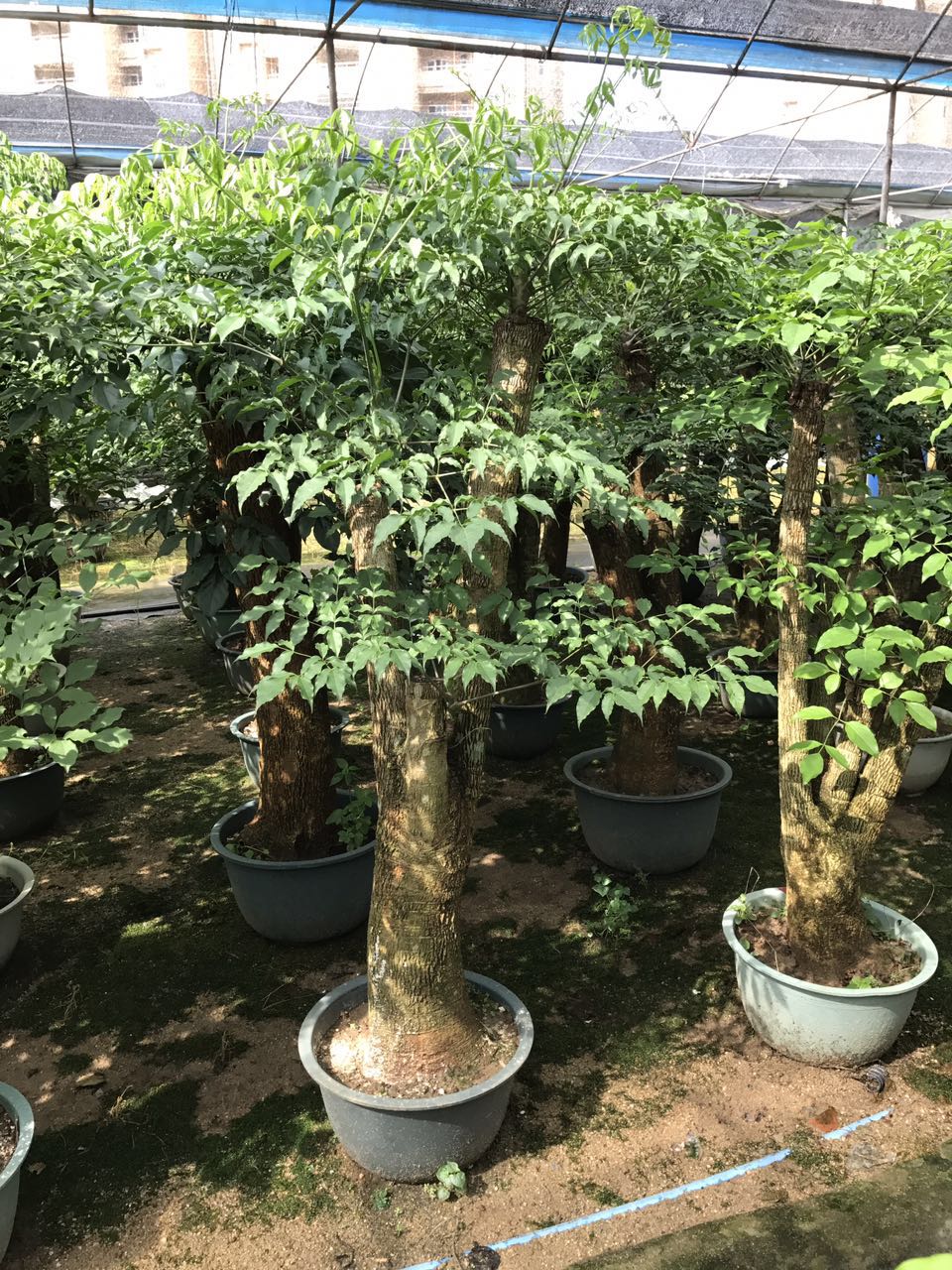 幸福树（看实物图标价）