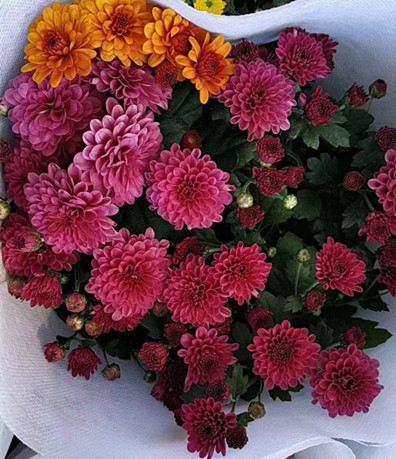 彩色如意菊