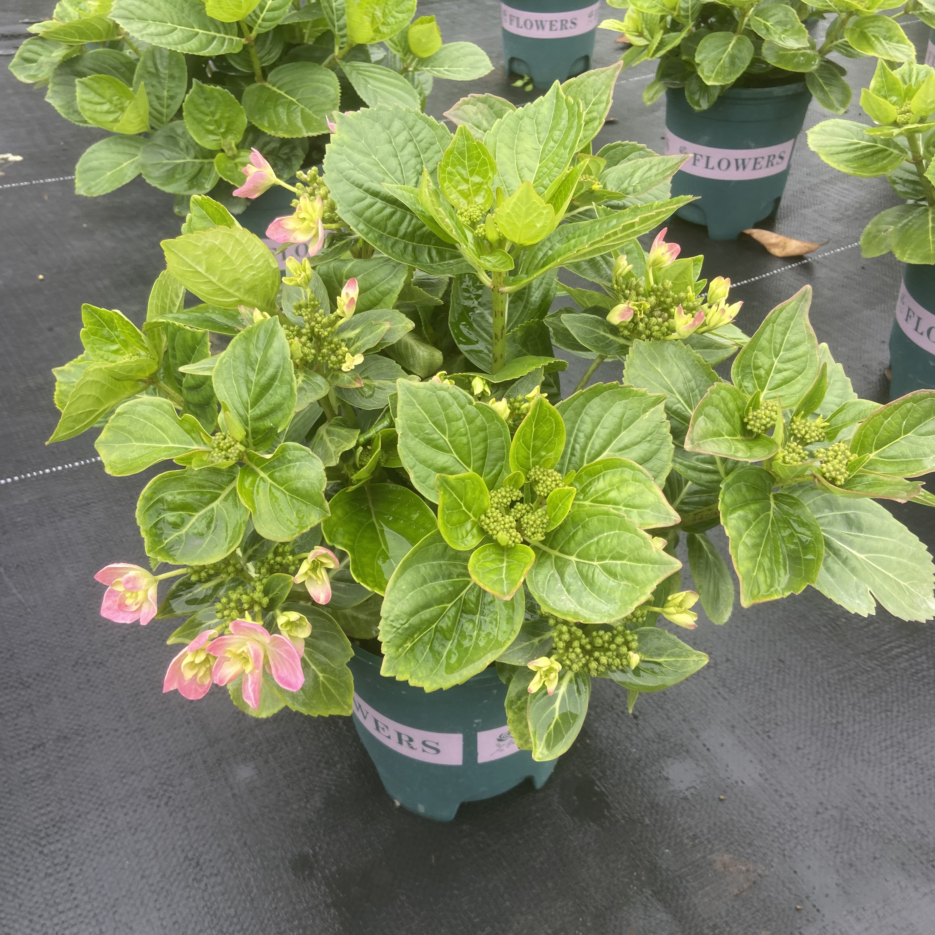 1加仑 1.5加仑绣球八仙花