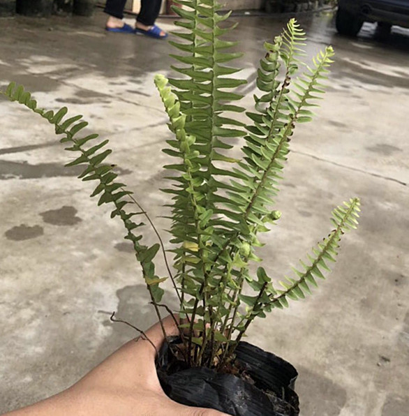 排骨草7斤