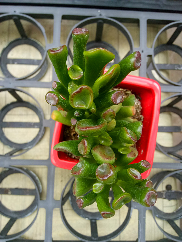 筒叶花月