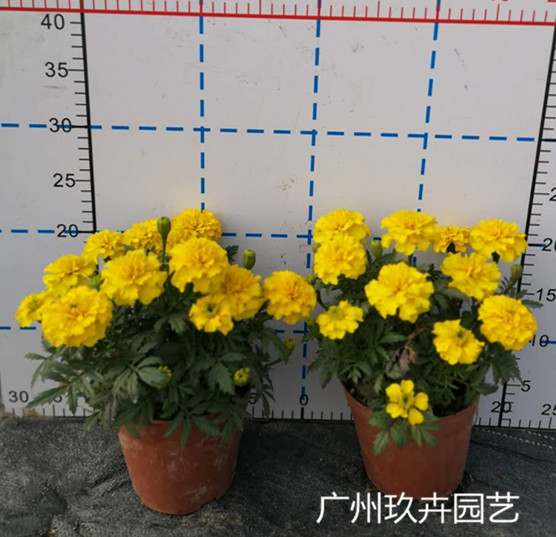 孔雀菊