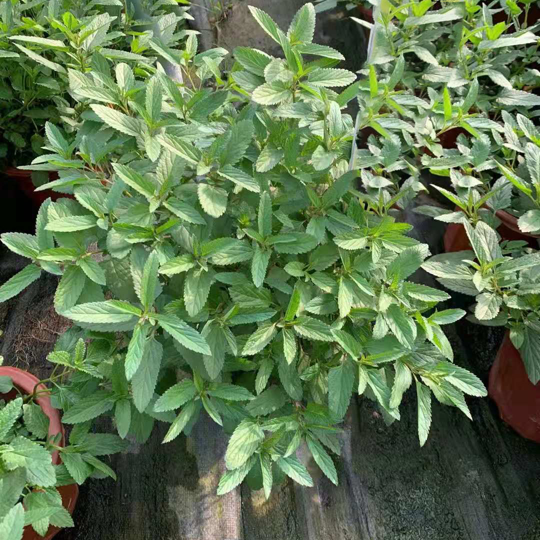 天蓝鼠尾草230#