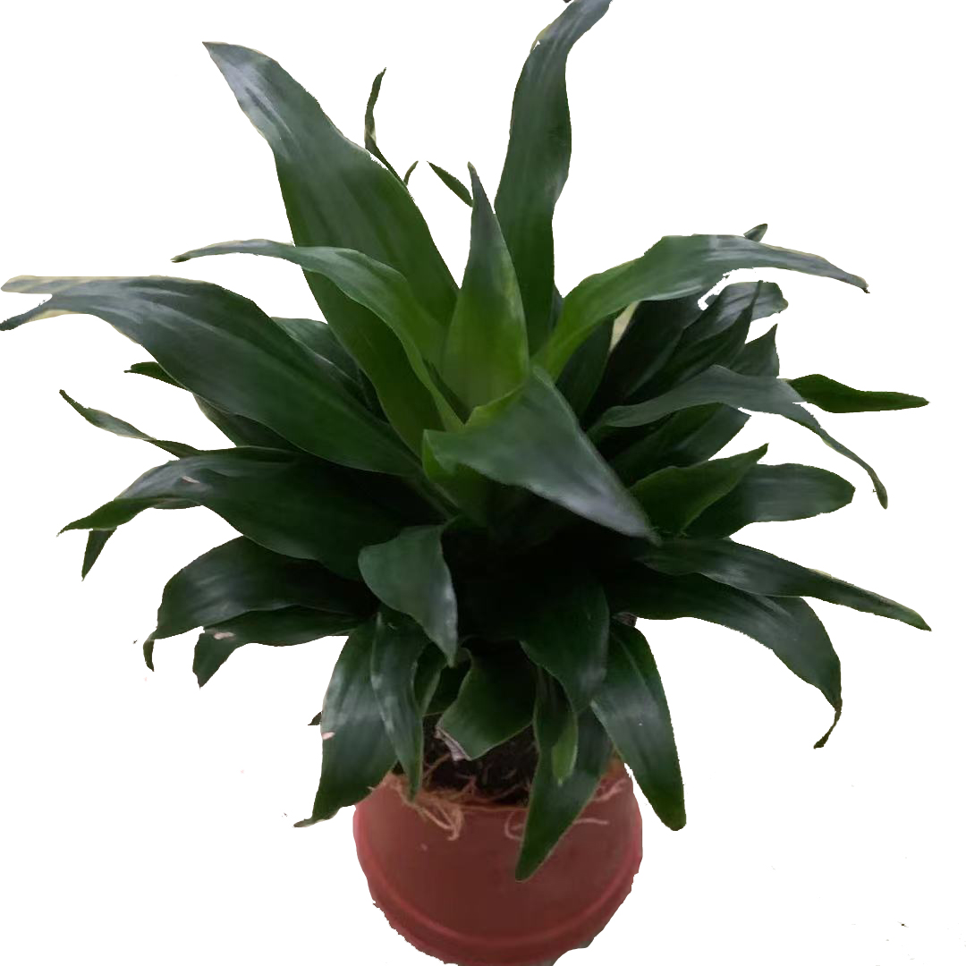 各种泡棉植物