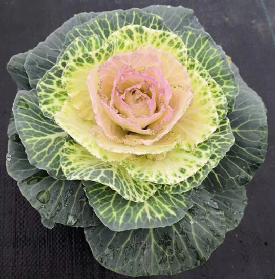 羽衣甘蓝