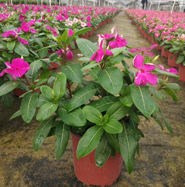进口长春花