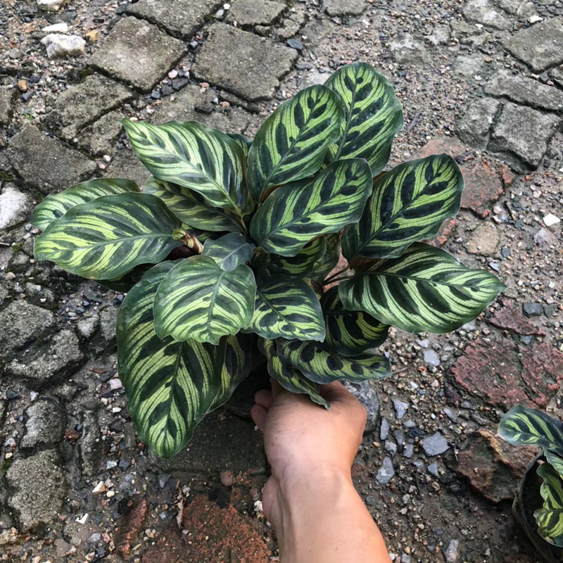 孔雀竹芋（7斤袋）