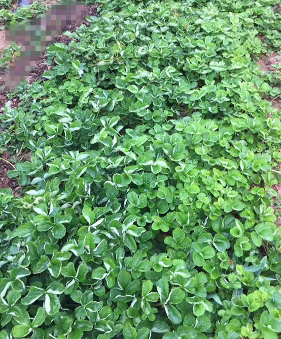 草莓盆栽180#