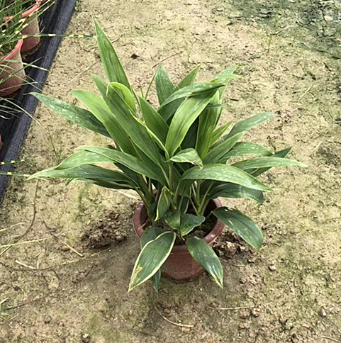 梦幻朱蕉