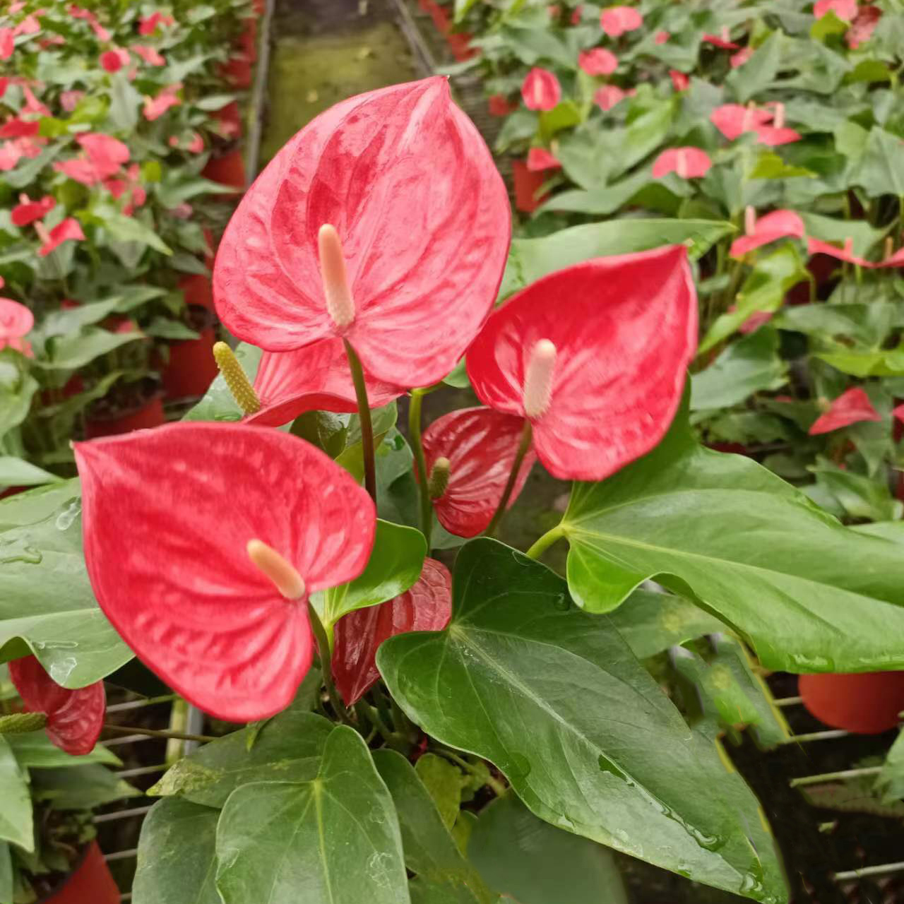 三株菲丽西塔红掌花烛120#