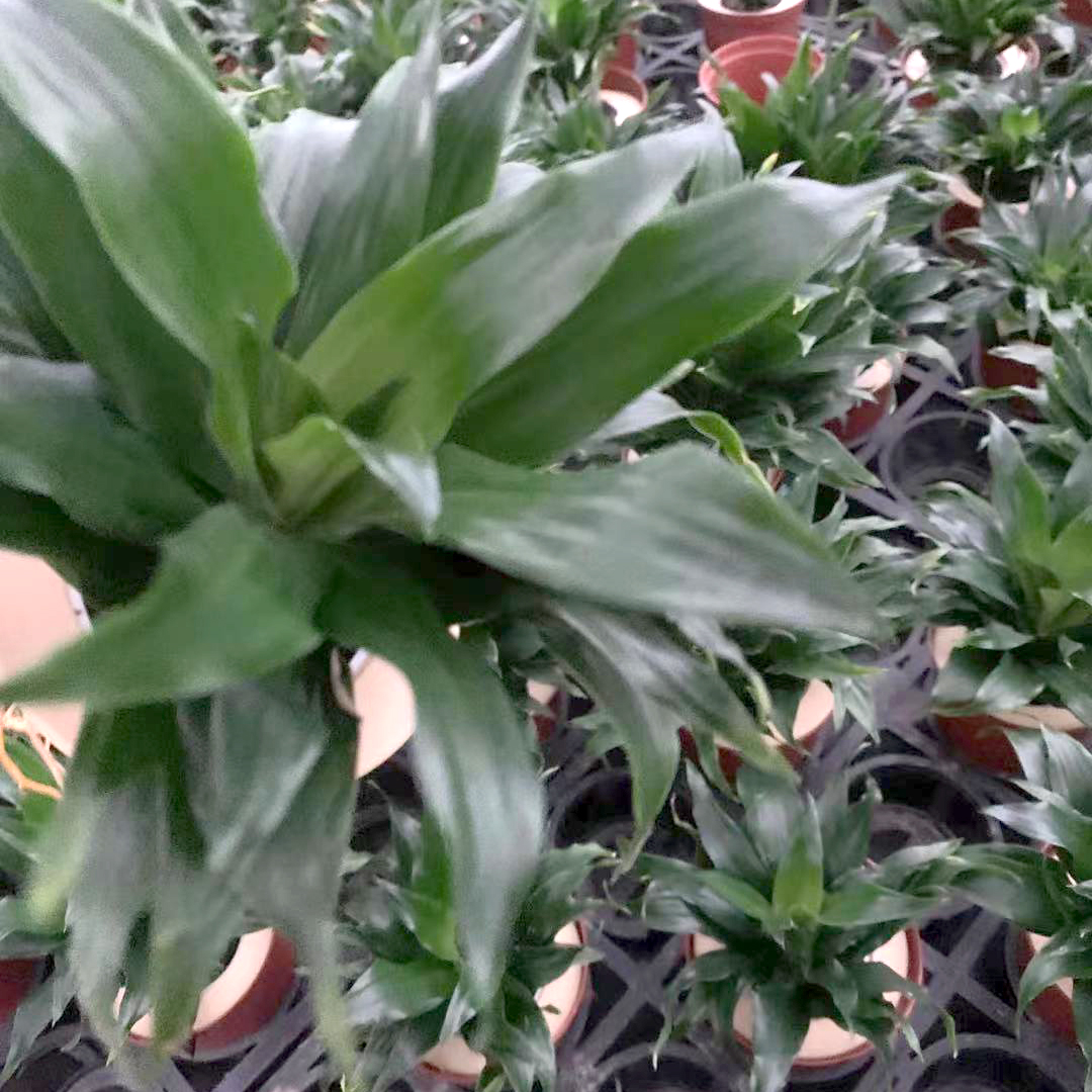 各种泡棉植物