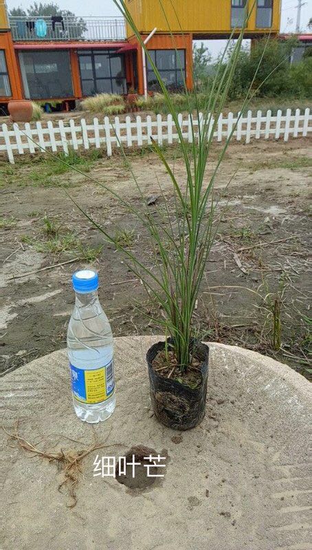 细叶芒7斤袋