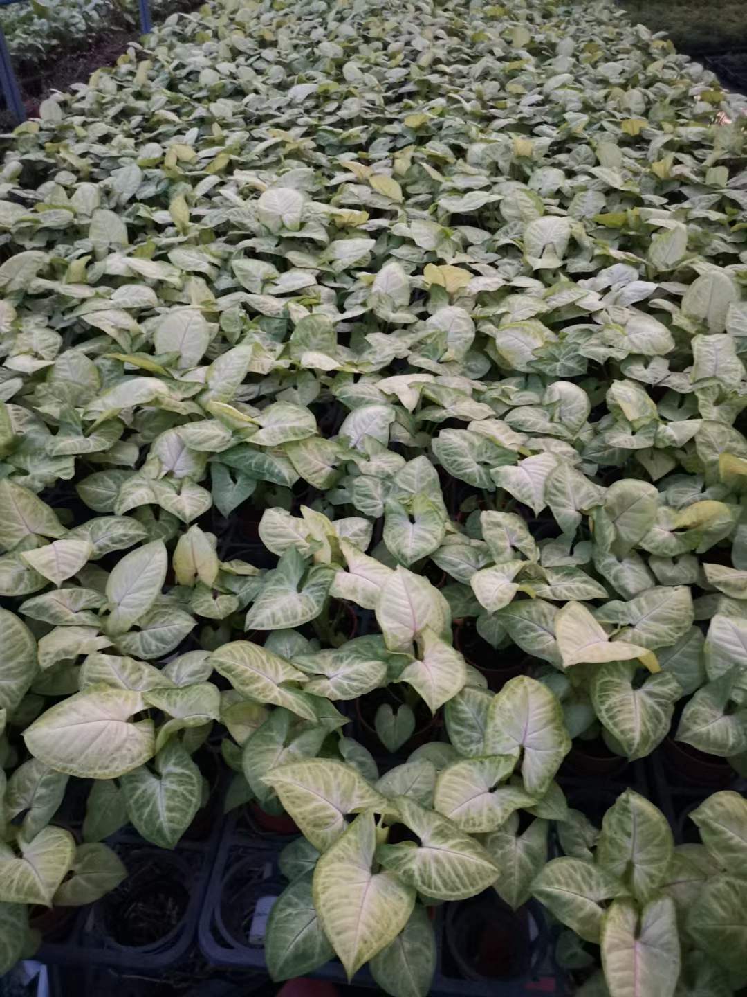 黄金童子合果芋