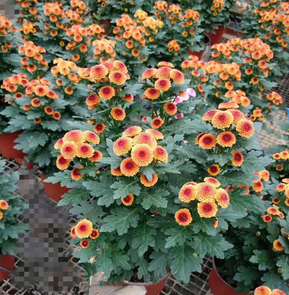 雏菊