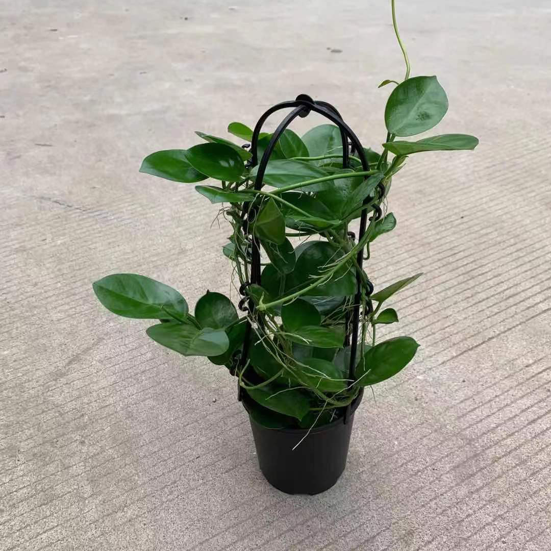 澳洲球兰