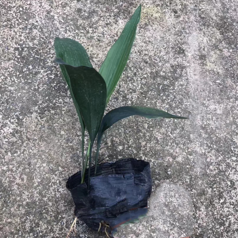 叶兰（5斤袋）
