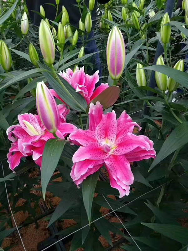 香水百合种球