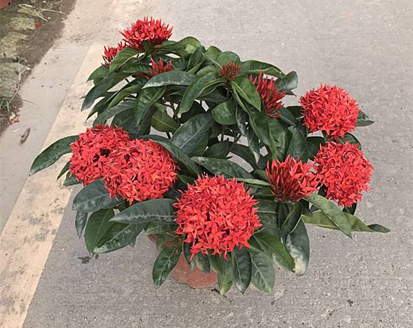 龙船花（红、黄）