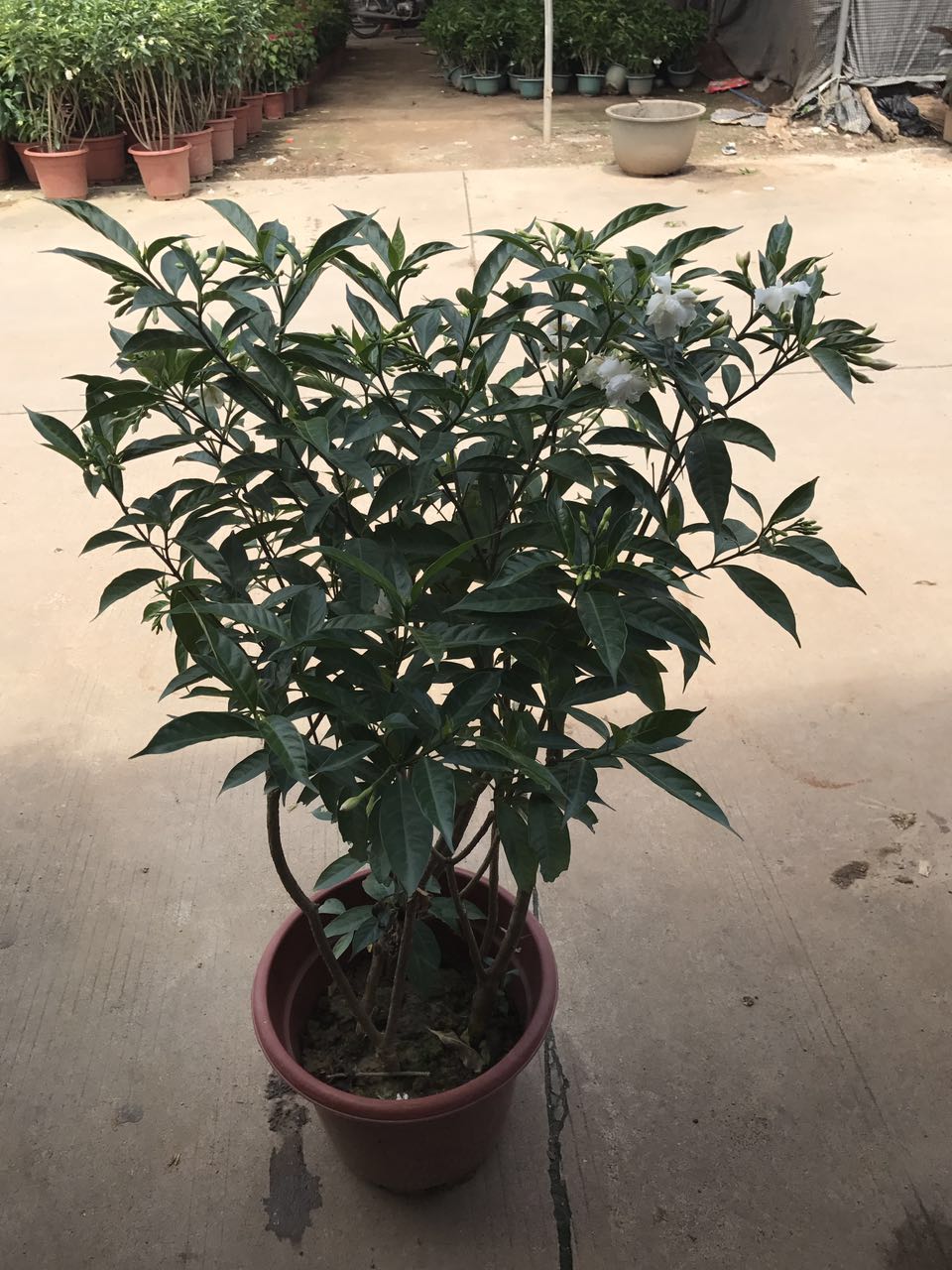 丁香老桩