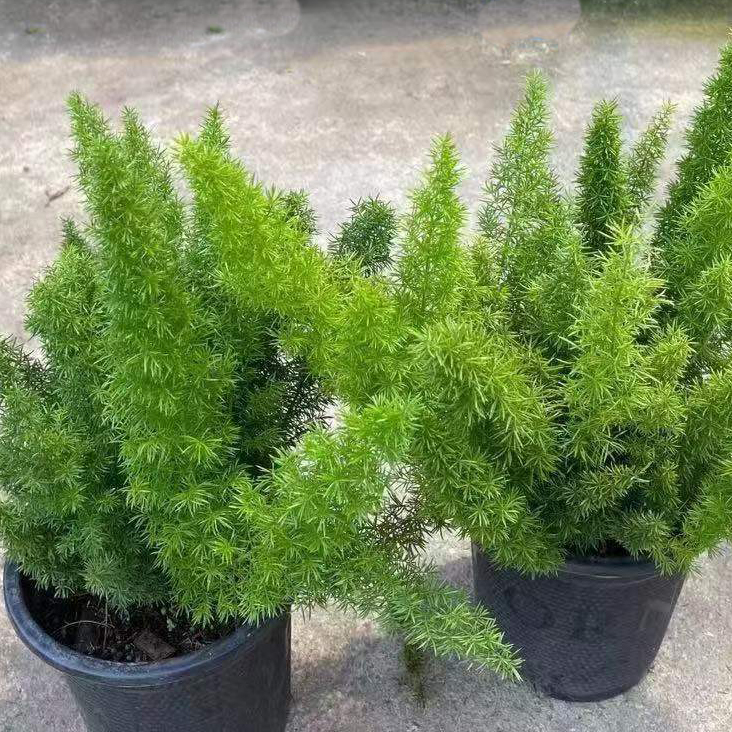 狐尾天门冬