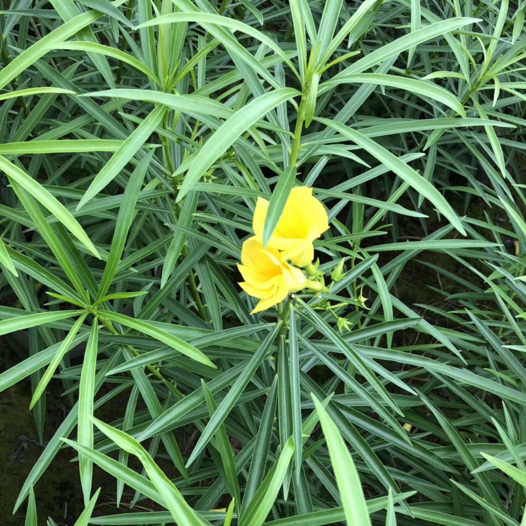 黄花夹竹桃 （袋苗）
